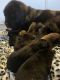 Tibetan Mastiff Puppies