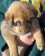 Tibetan Mastiff Puppies for sale in Riverside-San Bernardino-Ontario, CA, CA, USA. price: NA