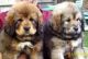 Tibetan Mastiff Puppies for sale in Dallas, TX, USA. price: NA