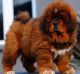 Tibetan Mastiff Puppies for sale in Caddo Mills, TX 75135, USA. price: $950