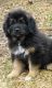 Tibetan Mastiff Puppies for sale in Dallas, TX 75204, USA. price: $500