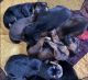 Tibetan Mastiff Puppies for sale in Lawton Dr, Dallas, TX 75217, USA. price: $1,000