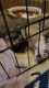 Tibetan Spaniel Puppies for sale in Yuba City, CA, USA. price: NA