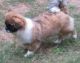 Tibetan Spaniel Puppies for sale in Los Angeles, CA, USA. price: NA