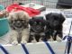 Tibetan Spaniel Puppies for sale in Boston, MA 02114, USA. price: NA