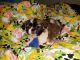 Tibetan Spaniel Puppies for sale in Paso Robles, CA 93446, USA. price: NA