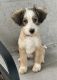 Tibetan Terrier Puppies for sale in 413 Tanner Rd, Greenville, SC 29607, USA. price: NA