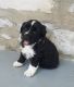 Tibetan Terrier Puppies for sale in Albany, NY, USA. price: NA