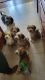 Tibetan Terrier Puppies for sale in Vallejo, CA, USA. price: NA