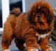 Socialize Timbetan Mastiff Puppies For sale