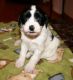 Tibatan Terrier puppies for sale
