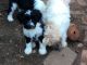 Tibetan Terrier Puppies for sale in Birmingham, AL, USA. price: NA