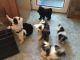 Tibetan Terrier Puppies for sale in Boston, MA 02114, USA. price: NA