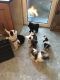 Tibetan Terrier Puppies for sale in Merrick, NY, USA. price: NA