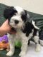 Tibetan Terrier Puppies for sale in Altamonte Springs, FL 32701, USA. price: NA
