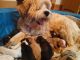 Tibetan Terrier Puppies for sale in San Francisco, CA, USA. price: NA