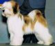 Tibetan Terrier Puppies for sale in TX-249, Houston, TX, USA. price: NA