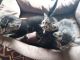 Tiger Cat Cats for sale in Pottstown, PA 19464, USA. price: $150