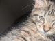 Tiger Cat Cats for sale in Delaware, OH 43015, USA. price: $30