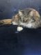 Tiger Cat Cats for sale in 4940 E Fort Lowell Rd, Tucson, AZ 85712, USA. price: $2,500