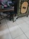 Tiger Cat Cats for sale in Whitefield, NH, USA. price: $50