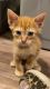Tiger Cat Cats for sale in Palmer, TX, USA. price: NA