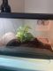 Toad Amphibians for sale in Murrieta, CA, USA. price: NA