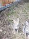 Torby Cats for sale in New Roads, LA 70760, USA. price: $600