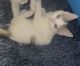 Torby Cats for sale in Baldwin Park, CA 91706, USA. price: $500