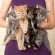 Torby Cats for sale in Orlando, FL, USA. price: NA