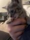 Torby Cats for sale in Glendale, AZ, USA. price: $200