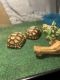 Tortoise Reptiles