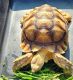 Tortoise Reptiles for sale in Redding, California. price: $300