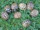 Tortoise Reptiles for sale in Becker, MS 38821, USA. price: NA