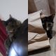 Tortoiseshell Cats for sale in Brockport, NY 14420, USA. price: $10