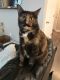 Tortoiseshell Cats for sale in Eagle Mountain, UT, USA. price: NA