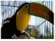 Toucan Birds for sale in San Jose, CA, USA. price: NA