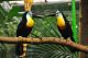 Toucan Birds for sale in Sacramento, CA 95820, USA. price: NA