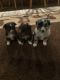 ASDR registered toy Aussies