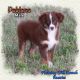Toy Australian Shepherd Puppies for sale in Forestburg, TX 76239, USA. price: $1,500