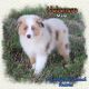 Toy Australian Shepherd Puppies for sale in Forestburg, TX 76239, USA. price: $2,500