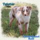 Toy Australian Shepherd Puppies for sale in Forestburg, TX 76239, USA. price: $1,000