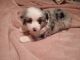 Toy Australian Shepherd Puppies for sale in Conroe, TX, USA. price: $750