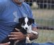 Toy Australian Shepherd Puppies for sale in Normangee, TX 77871, USA. price: $500