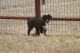 Toy Australian Shepherd Puppies for sale in Normangee, TX 77871, USA. price: $500