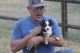 Toy Australian Shepherd Puppies for sale in Normangee, TX 77871, USA. price: $1,500