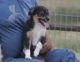 Toy Australian Shepherd Puppies for sale in Normangee, TX 77871, USA. price: $1,000
