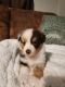 Toy Australian Shepherd Puppies for sale in Whitney, TX 76692, USA. price: $2,500