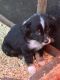 Toy Australian Shepherd Puppies for sale in Polk City, Florida. price: $800
