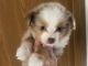 Toy Australian Shepherd Puppies for sale in Hotchkiss, CO, USA. price: $2,000